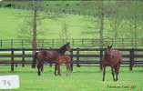 CHEVAL PFERD REITEN Horse Paard Caballo (78) - Horses