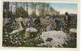 Carte Postale Ancienne - Picking Cotton - Cueillette Du Coton, Ouvriers Noirs Dans Un Champ - Black Americana