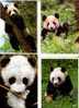 4 Panda Bears Postcard - Carte Postale Panda - Osos