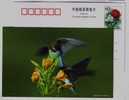 Sparrow Bird,finch,China 2002 Hebei Helping Disabled Person Charity Advertising Pre-stamped Card - Moineaux