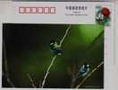 Sparrow Bird,finch,China 2002 Hebei Helping Disabled Person Charity Advertising Pre-stamped Card - Sparrows