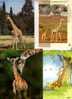 3 Carte De Giraffe - 3 Giraffe Postcard - Jirafas