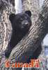 Black Bear Ours Noir Cub Ourson   Canada - Bears