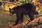 Black Bear Ours Noir   Canada - Osos