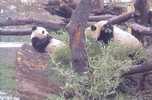 OURS PANDA - Ours