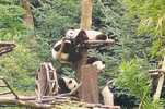 OURS PANDA - Ours