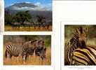 3 Carte Sur Les Zèbre / Zebra Postcards - Zebra's