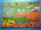 R.2602 HOLANDA NEDERLAND ZUID HOLLAND LISSE KEUKENHOF ANNEES 70/80 MAS EN MI TIENDA - Lisse