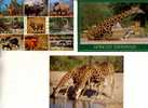 3 Carte Sur Les Giraffe - 3 Giraffe Postcard - Jirafas