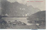 Engelberg Trüebseealp, Ca 1910 Vâches, Koeien, Kuhe - Engelberg