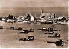 Cpsm, Camaret-sur-Mer (Finistère), Au Retour De La Pêche Les Bateaux Sèchent Leurs Voiles Près Du Sillon - Camaret-sur-Mer