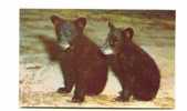 Cpm Black Bear Cubs Jeunes Ourson Noirs - Osos