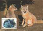 KIRGHIZSTAN 1999 WWF HOLOGRAMME Hologram Maximaphilie Carte Maximum Renard Des Steppes / Corsac Fox Vulpes Corsac 2 - Kirgisistan