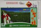 Egret Bird,green Food Vegetable,China 2008 Green Base Of Zizania Latifolia Planting Advertising Pre-stamped Card - Légumes