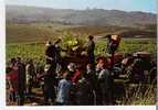 ARBOIS 39 Jura Le Bouquet Des Vendanges Domaine SORBIEF Propriété Henti Maire Editions Protet Véritable Photo - Arbois