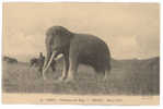 CPA ELEPHANTS - PEKIN - TOMBEAUX DES MING - Elefanten