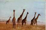 Giraffe Postcard -  Carte Postale De Giraffe - Girafes