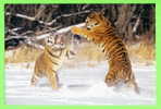 TIGRE DANS LA NEIGE - WHITE TIGER PLAYING IN THE SNOW - - Tigres