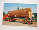 US -Oregon -Giant Fir Log -  Truck    VF    D51524 - Otros & Sin Clasificación