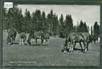 FRANCHES MONTAGNES - CHEVAUX AU PATURAGE - TB - Other & Unclassified