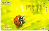 TARJETA DE CHINA DE UNA MARIQUITA   LADYBIRD  (INSECTO-INSECT) - Ladybugs