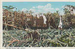 HAWAII LOADING SUGAR CANE    // REF11476 - Hawaï