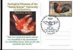 Postcard + Oblitération Concordante - Bats + Bats Special Cancel On Card 2007 Romania.(D) - Chauve-souris