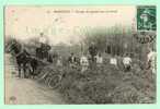 78 - YVELINES - BOUGIVAL - GROUPE De PEPINIERISTES Au TRAVAIL - PEPINIERES - CARTE TRES RARE - Bougival