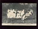 Carentan Comice Agricole Du Cotentin 1910 Vaches Laitières ét.lepelletier Lécuyer   Belle Carte - Carentan