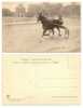 Faenza - Campionato Europeo 1911 - Shdy G. - Corse - Trotto - HP224 - Hippisme