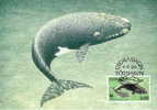 Feroe : CM Carte Maximum WWF Cétacé Baleine Eubalaena Glacialis Northern Right Whale Nordkaper - Ballenas