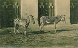 Antwerpen-Dierentuin -Grevy's En Grani's Zebra- Jardin Zoologique-Zèbre De Grévy Et Zèbre De Grani - Aartselaar