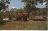 Itasca State Park - The Buffalo - Other & Unclassified