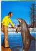 Cpm Dauphin Marineland D Antibes Dolphin - Dauphins