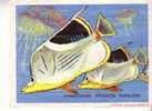IMAGE COLLECTION CLEMENT - CHAETODON ( POISSON PAPILLON)  . - Other & Unclassified