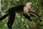 Costa Rica - Monkey Singe - Capuchin - Circulée - Used - Affen