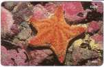 STARFISH (  Isle Of Man ) * Etoile De Mer Asterie Estrella De Mar Seestern Stella Di Mare * Star Fish Sea Urchin Oursin - Isle Of Man