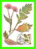 CARTES MAXIMUM - FLEURS, ARBRES, PLANTES - RUSSIE - CCCP - 1985 - - Cartes Maximum