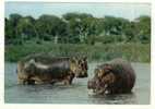 Faune Africaine Hippopotames CPSM Non Circulé BE - Hippopotames