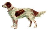 DECOUPI ANCIEN CHIEN - SETTER ANGLAIS - Animals