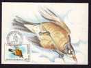 Maximum Card,"Turdas Migratorius",Maxicard BIRD AUDUBON 1985, Nice, ROMANIA. - Moineaux