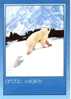 OURS Blanc Et Ourson Weiss Bärr White Bear Card From Norway - Ours