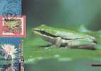 Australia-1997 Nature Of Australia Northern Dwarf Tree Frog Maximum Card - Ranas