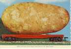IDAHO - Potato-State.  Idaho Will Grow Them Bigger When Flat Cars Are Made Longer! (Kartoffel) - Other & Unclassified
