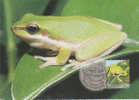Australia-1999 Small Pond 50c Northern Dwarf Tree Frog   Maximum Card - Ranas