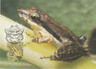 Australia-1999 Small Pond 50c  Javelin Frog   Maximum Card - Ranas