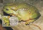 Australia-1999 Small Pond 45c Magnificent Tree Frog   Maximum Card - Ranas