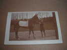 Carte Photo Hippisme Présentation D'un Cheval Beau Plan - Horse Show