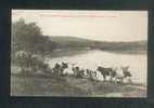 Congo Français Et Dépendances - Vue Sur Les Bords Du Niari à Loudima ( Animée Bétail Collection J. Audema ) - Congo Français