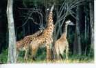 (327)  Giraffe - Girafes